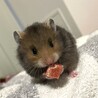 長毛ハムスターの赤ちゃん 里親さん募集 サムネイル2