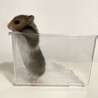 長毛ハムスターの赤ちゃん 里親さん募集 サムネイル3