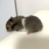 長毛ハムスターの赤ちゃん 里親さん募集 サムネイル4