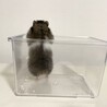 長毛ハムスターの赤ちゃん 里親さん募集 サムネイル5