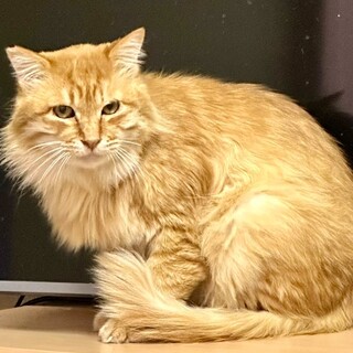 ライオンみたいな長毛の茶トラです