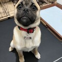 パグ×柴系の雑種