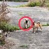 パグ×柴系の雑種 サムネイル3