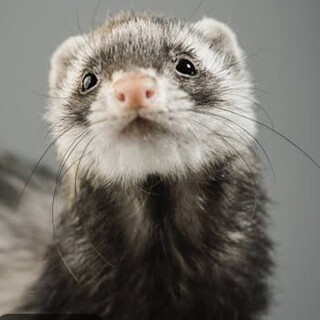 フェレット（小動物）の保護小動物里親募集情報 :: ペットのおうち【里親決定25万頭！】