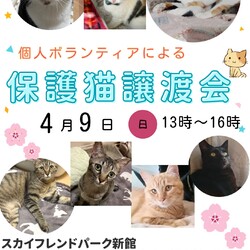 個人ボランティアによる保護猫譲渡会