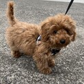 トイプードル　４か月　男の子