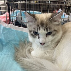 名古屋市緑区猫の譲渡会