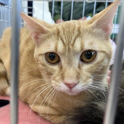 名古屋市緑区猫の譲渡会