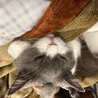 毛玉のっけられてるよ