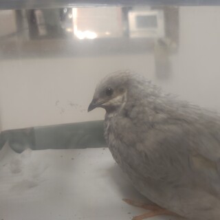 シルバーのヒメウズラ