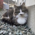 もふもふ野良猫ちゃん(きなこちゃん)