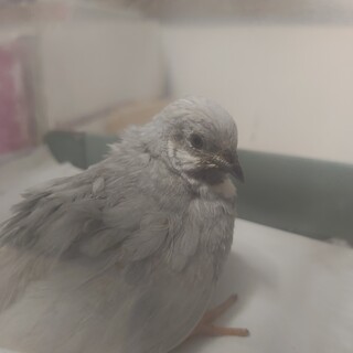 シルバーのヒメウズラ