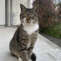 イケメンな野良猫くん(よもぎくん)