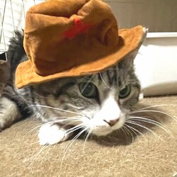 in春日井市☆保護猫たちの譲渡会2023年4月1日（土）～ 非営利団体「ちーむ にゃいんず」