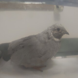 シルバーのヒメウズラ