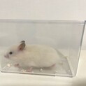 長毛ハムスターの赤ちゃん 里親さん募集
