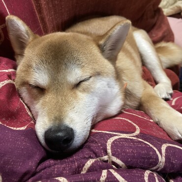 のんきそうでやんちゃだけど1番人間の心に敏感な子です。