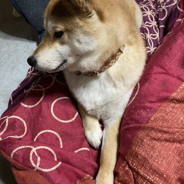 の写真