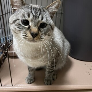 小柄サバトラ／推定4歳 