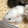長毛ハムスターの赤ちゃん 里親さん募集 サムネイル2