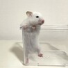 長毛ハムスターの赤ちゃん 里親さん募集 サムネイル3