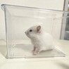 長毛ハムスターの赤ちゃん 里親さん募集 サムネイル4
