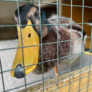 合鴨の里親募集です