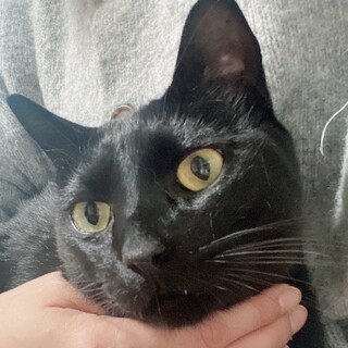 なでなで大好き人馴れ抜群。黒猫、2歳。