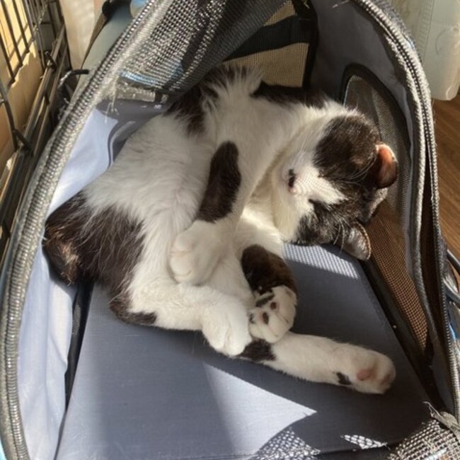 ギュスターヴ1号のカバー写真