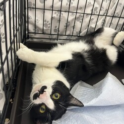 みんなの譲渡会＆パネル展＆チャリティー物販 サムネイル2