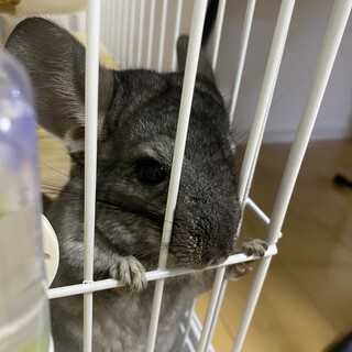 チンチラ2歳