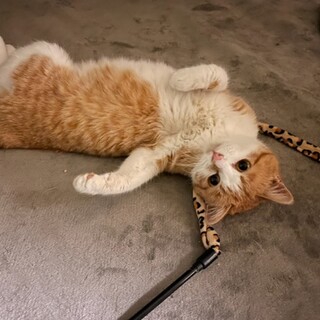 公園猫現場に遺棄された可愛い女の子