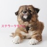 美犬三姉妹☆giftシリーズ【ステラータちゃん】 サムネイル7