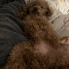 の写真