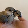 桜文鳥　雛 サムネイル2