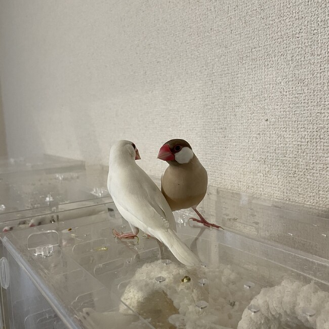 mami9のカバー写真