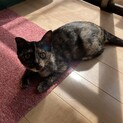 大怪我から生還した小さな命
