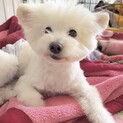 人懐こいモフモフmix犬 玲桜くんに温かい家族を！
