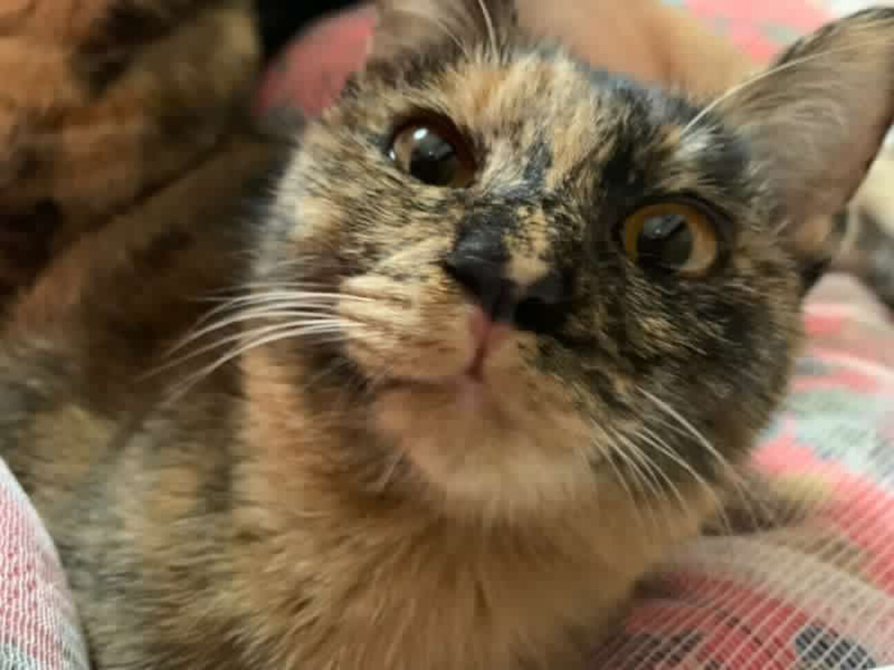 人懐っこい猫の兄弟 サムネイル1