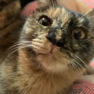 人懐っこい猫の兄弟