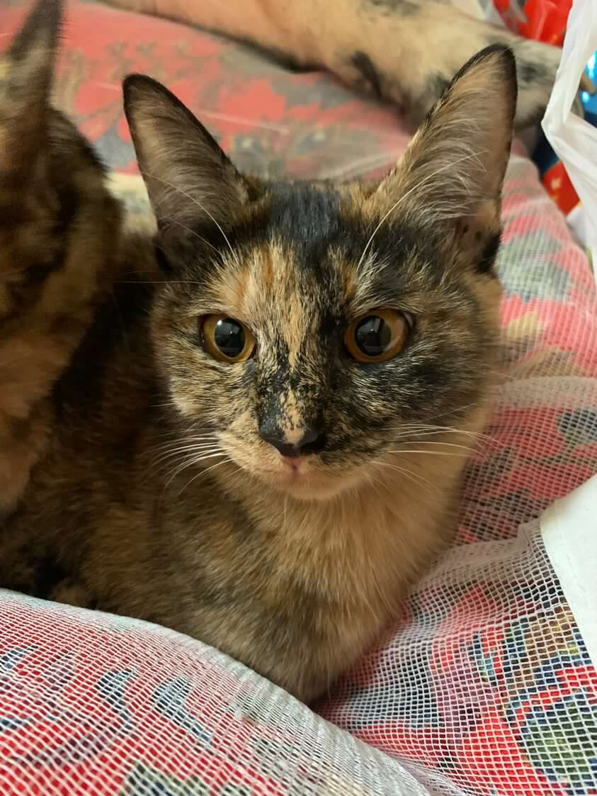 人懐っこい猫の兄弟 サムネイル2