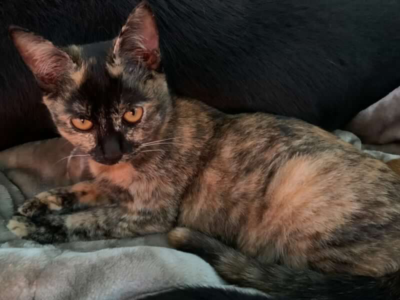 人懐っこい猫の兄弟 サムネイル3