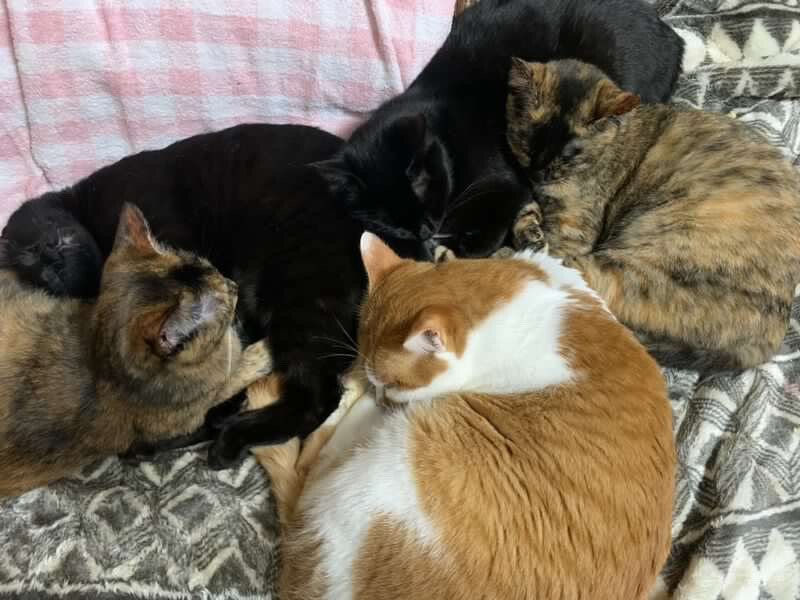 人懐っこい猫の兄弟 サムネイル4