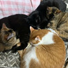 人懐っこい猫の兄弟 サムネイル4