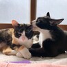 なかさとねこはうす