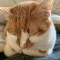 茶白トラの人懐っこい猫の募集