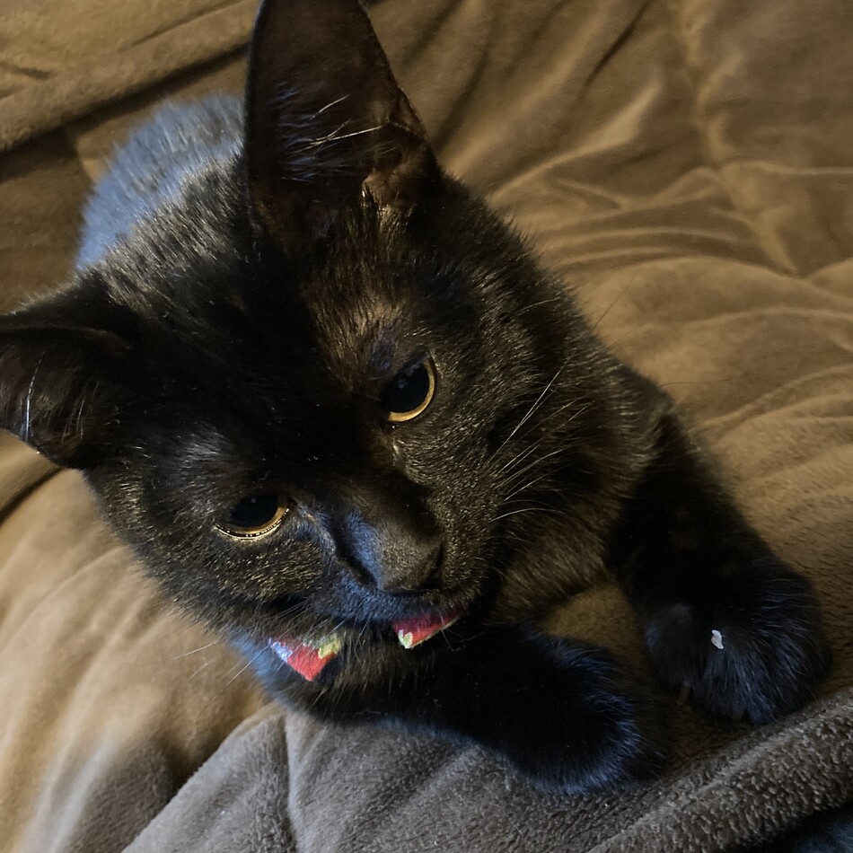 つぶあんのカバー写真