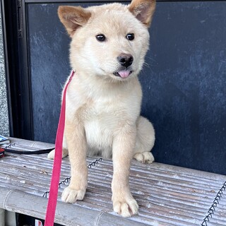 生後約5ヶ月の子犬里親研究をして