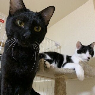 はちわれとくろねこの男の子の兄弟です