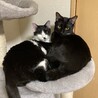 はちわれとくろねこの男の子の兄弟です サムネイル2